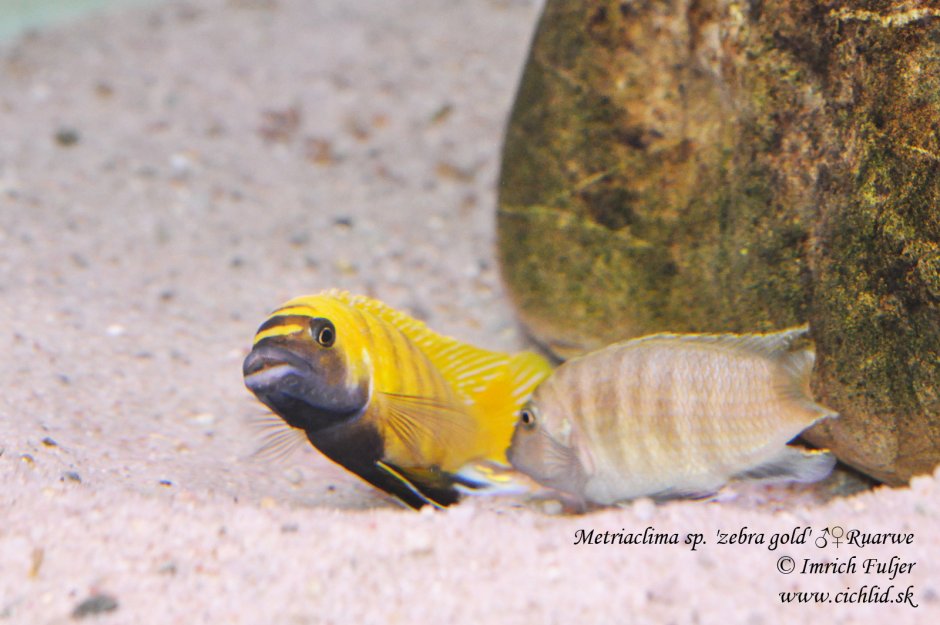 Metriaclima SP Zebra Gold Ruarwe