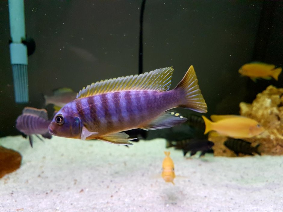Pseudotropheus hajomaylandi
