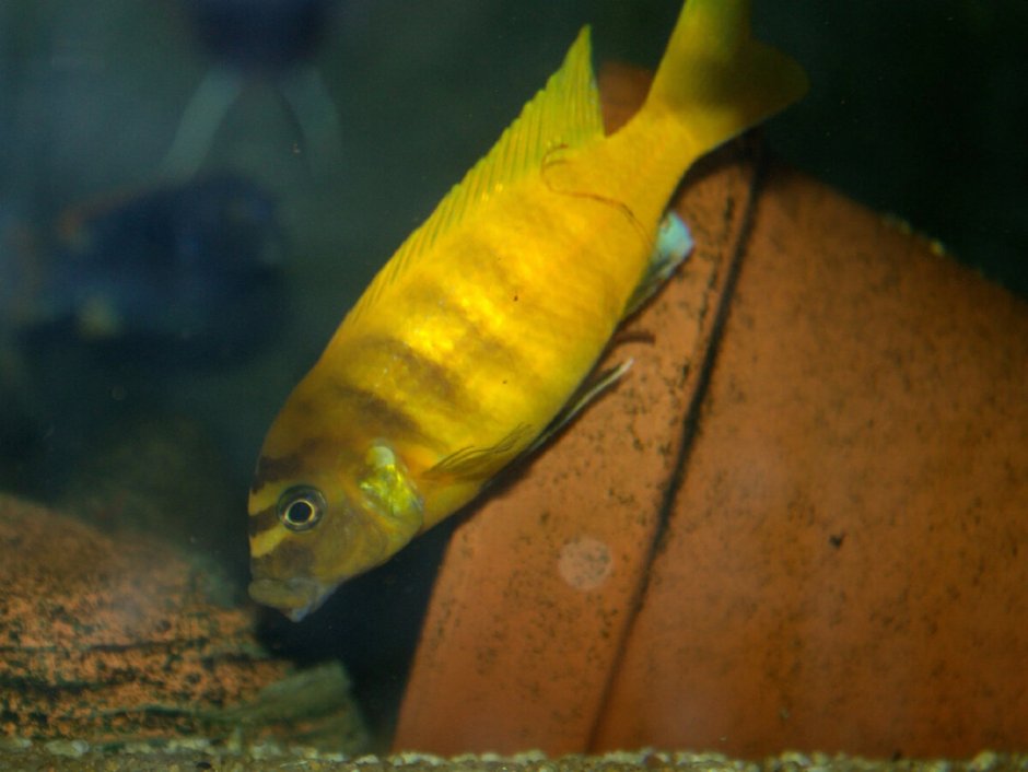 Metriaclima Zebra Gold Ruarwe