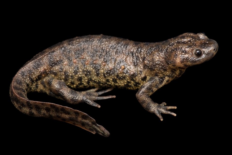 Iberian Ribbed Newt