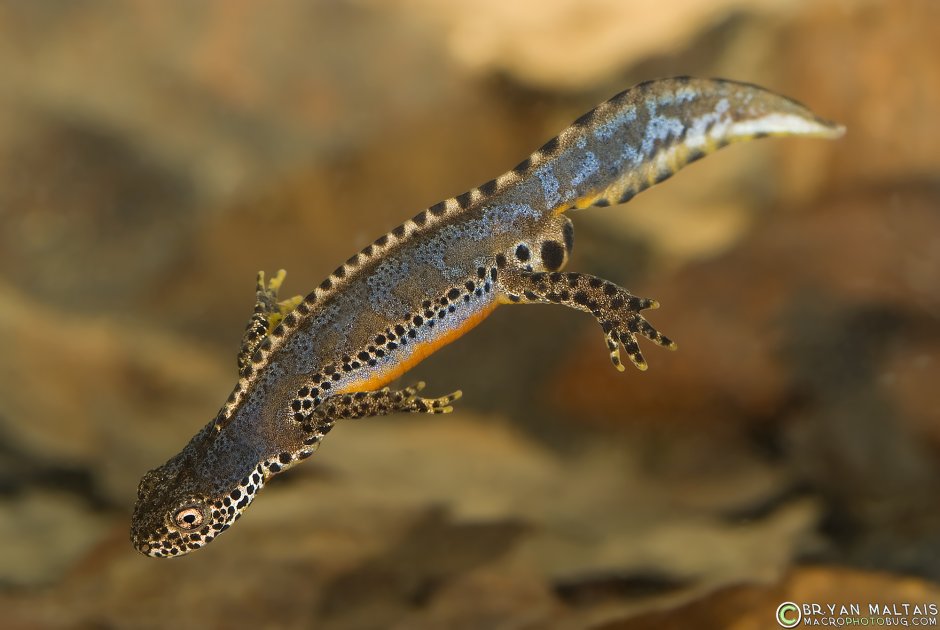 Triturus cristatus гребенчатый Тритон
