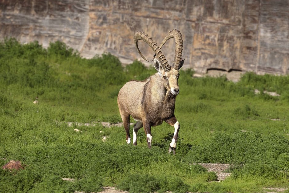 Fast Goats