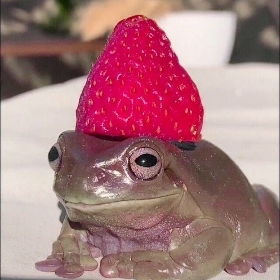 Модная жаба