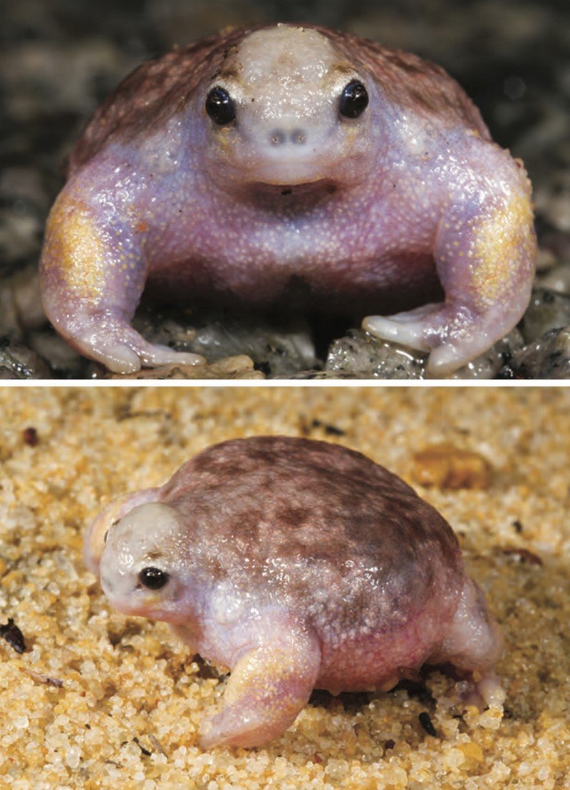 Жаба ага головастики