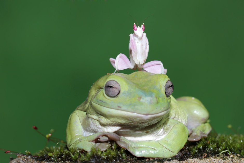 Детеныш Жабы