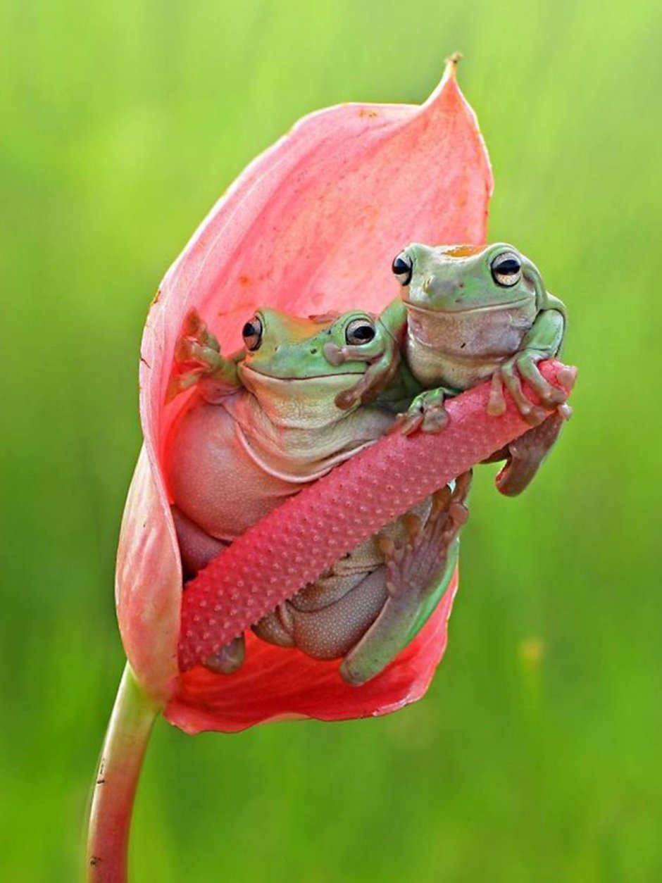 Милые Жабы