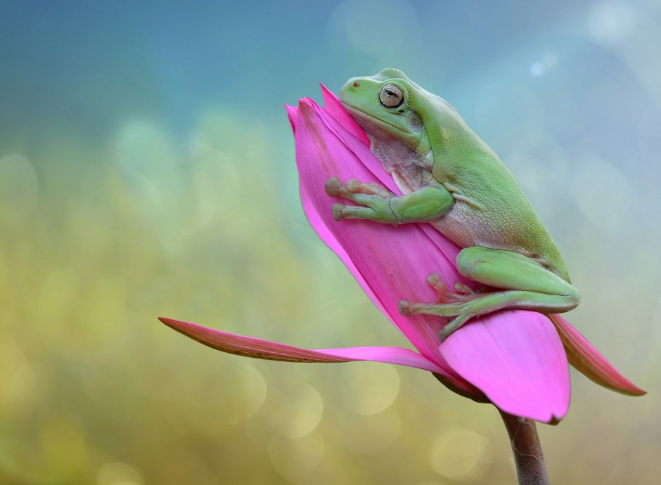 Розовый Лягушонок