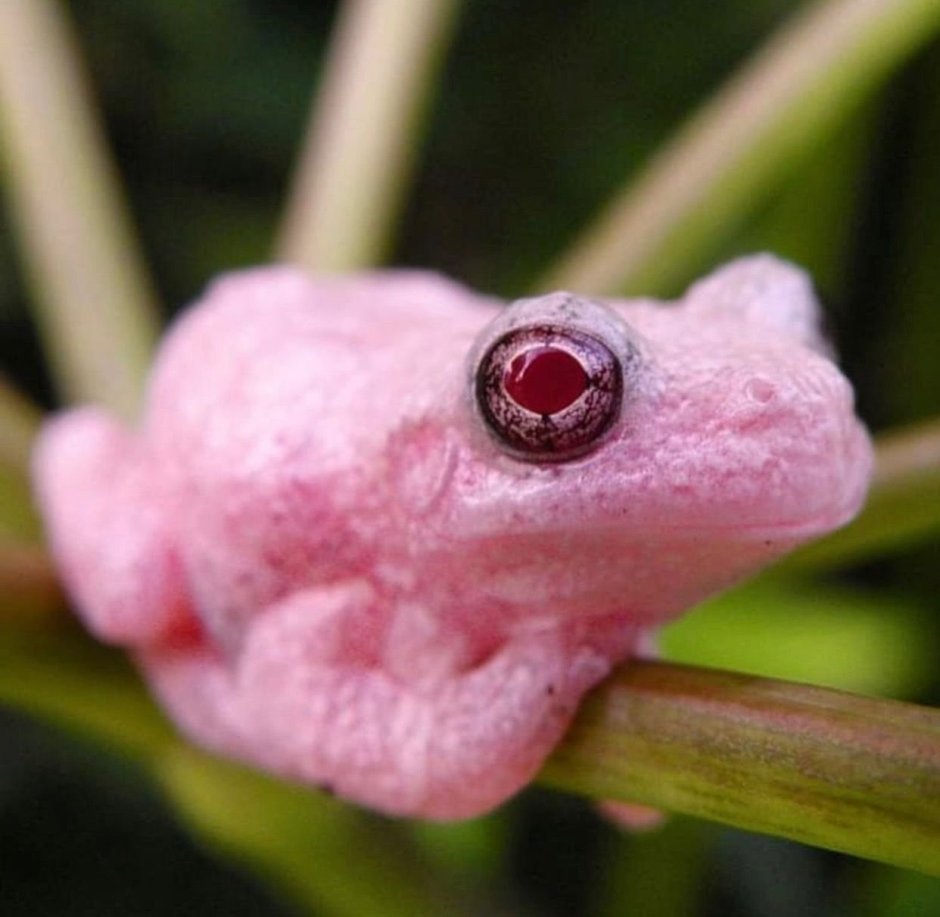 Квакша розовая