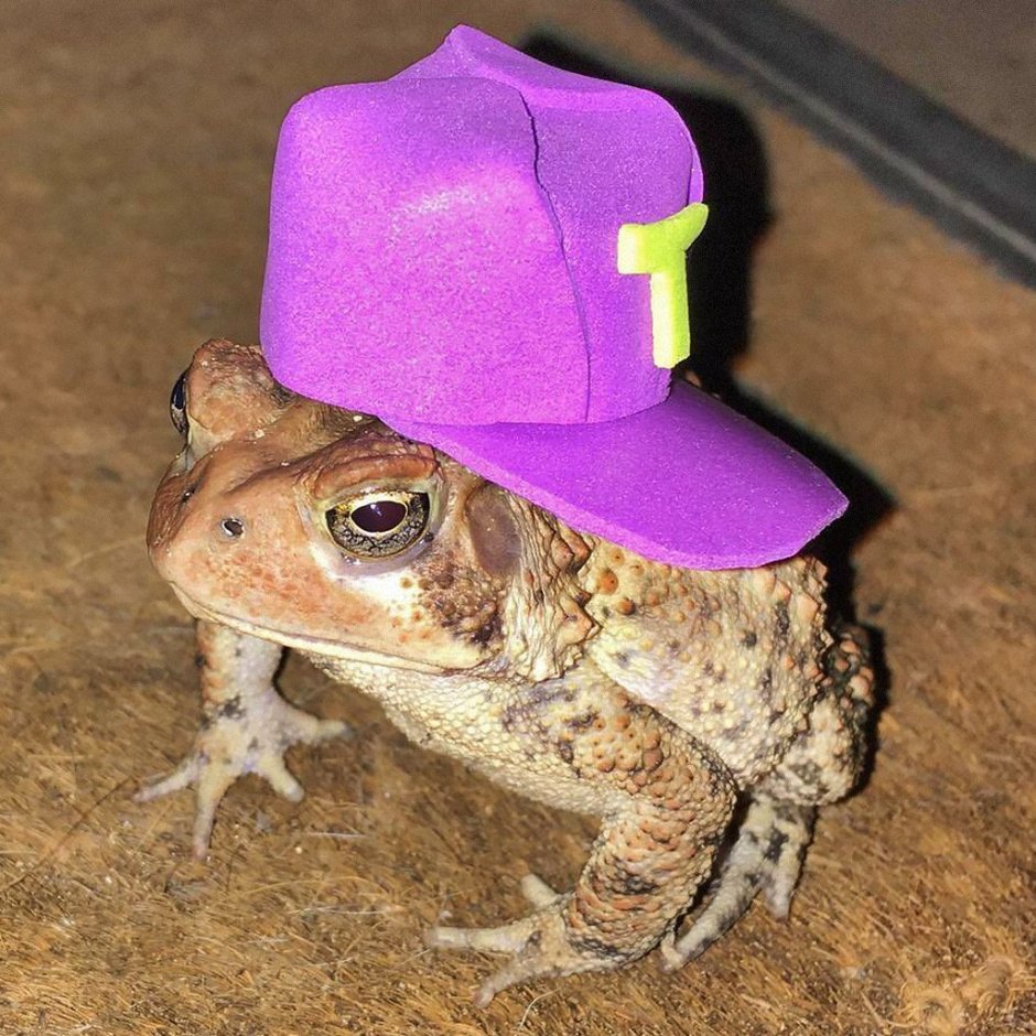 Смешные лягушки