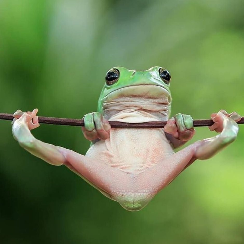 Смешные жабки