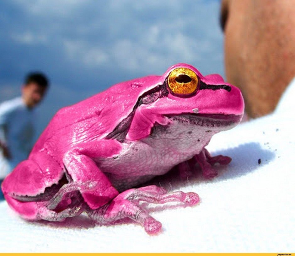 Yellow Rose and Frogs