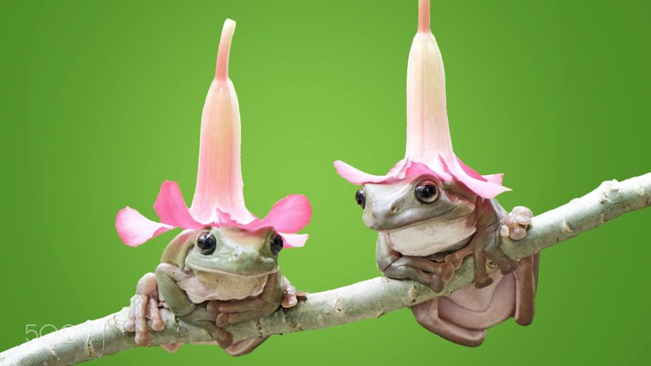 Милая лягушка