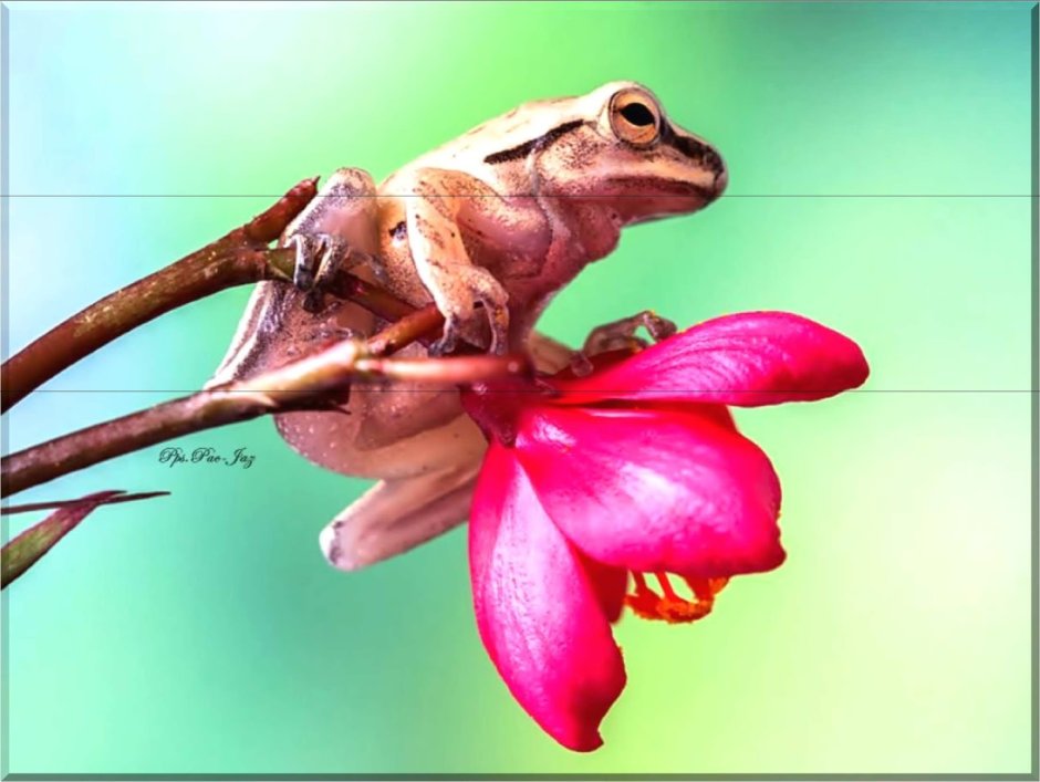 Лягушка-лилипут (Noblella SP. Nov.)