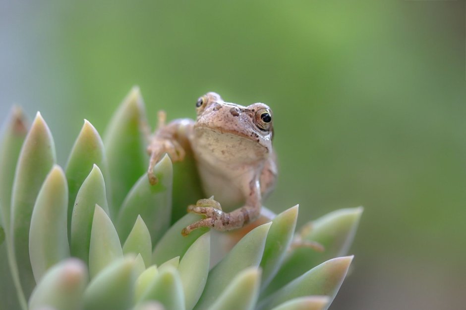 Розовый Лягушонок