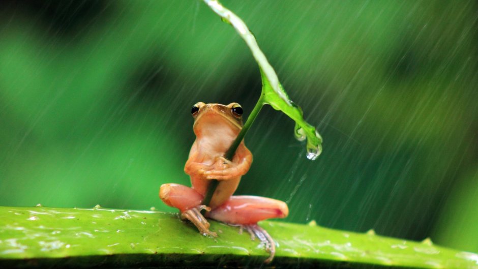 Розовая лягушка