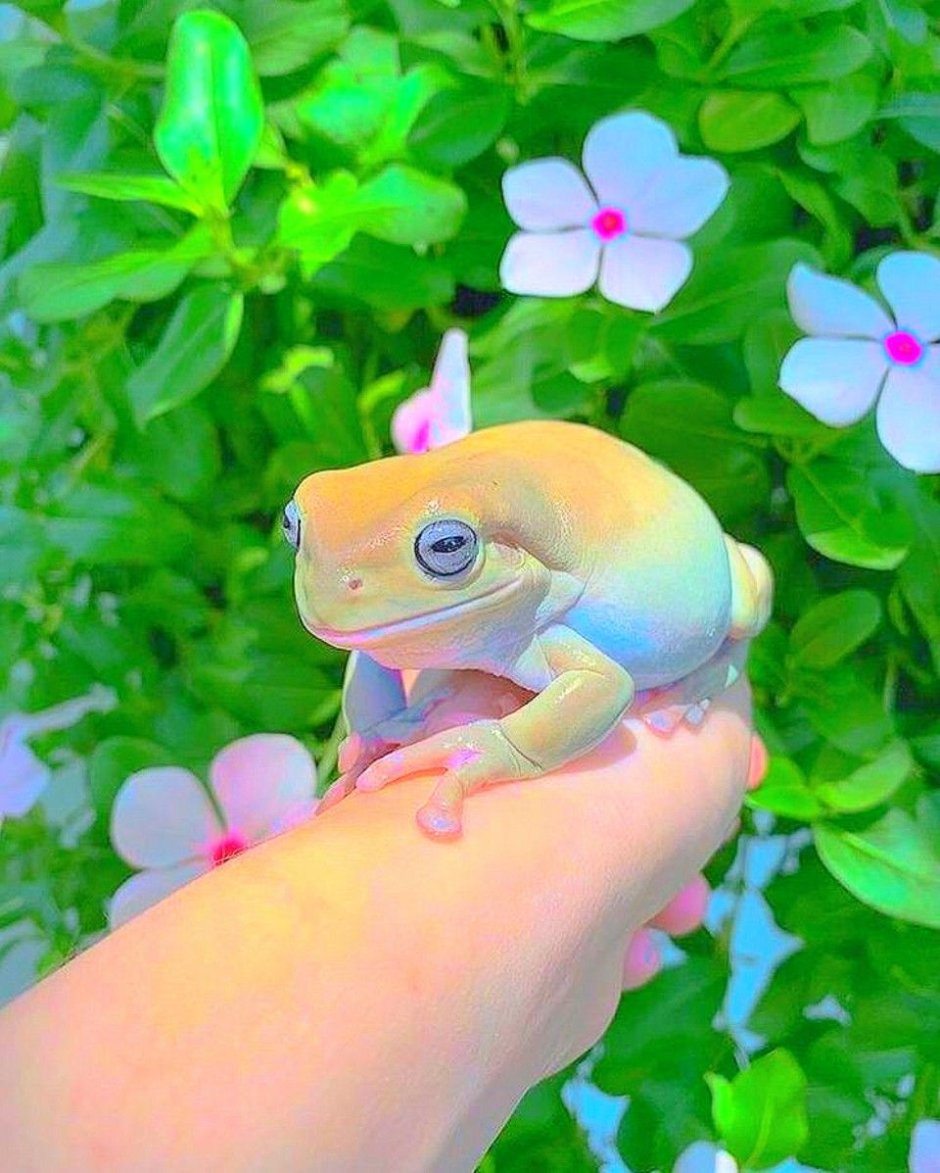 Лягушка квакша Эстетика