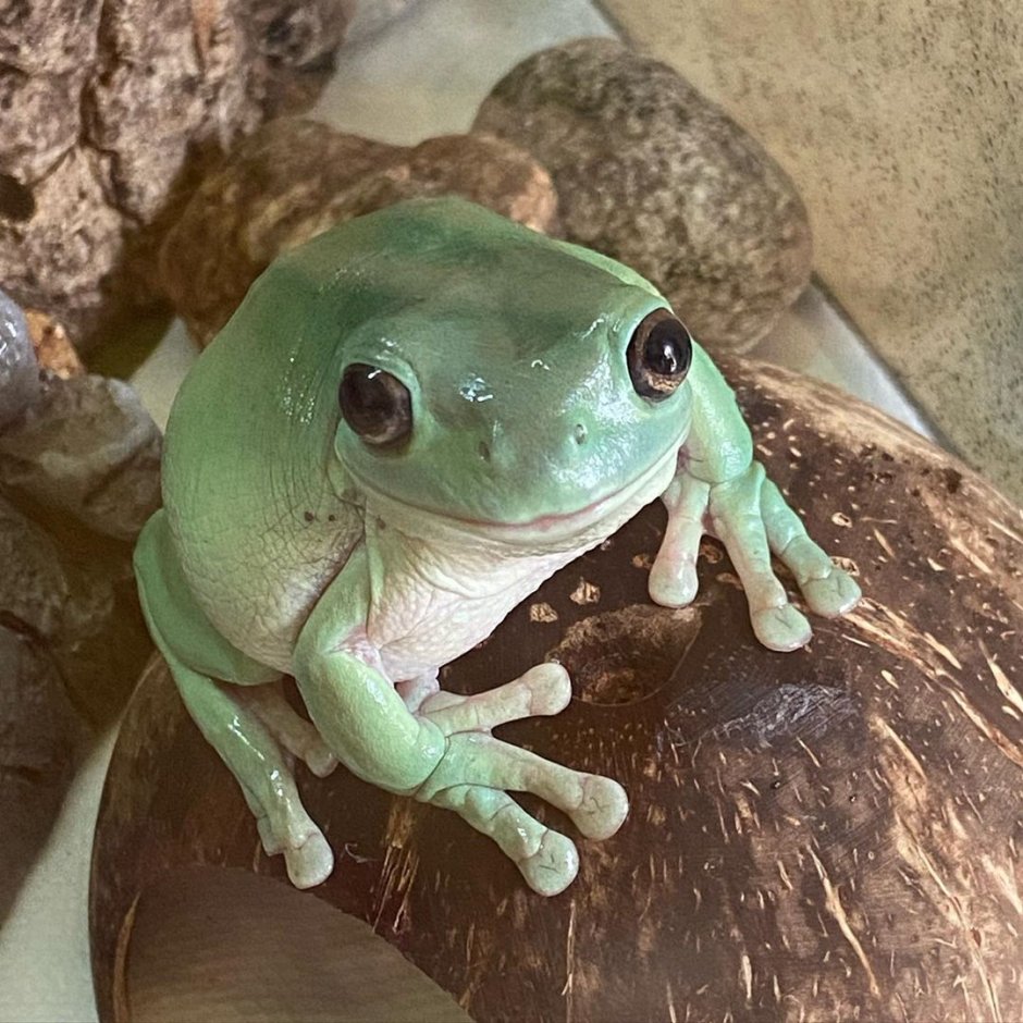 Лягушка Арлекин Коста Рика