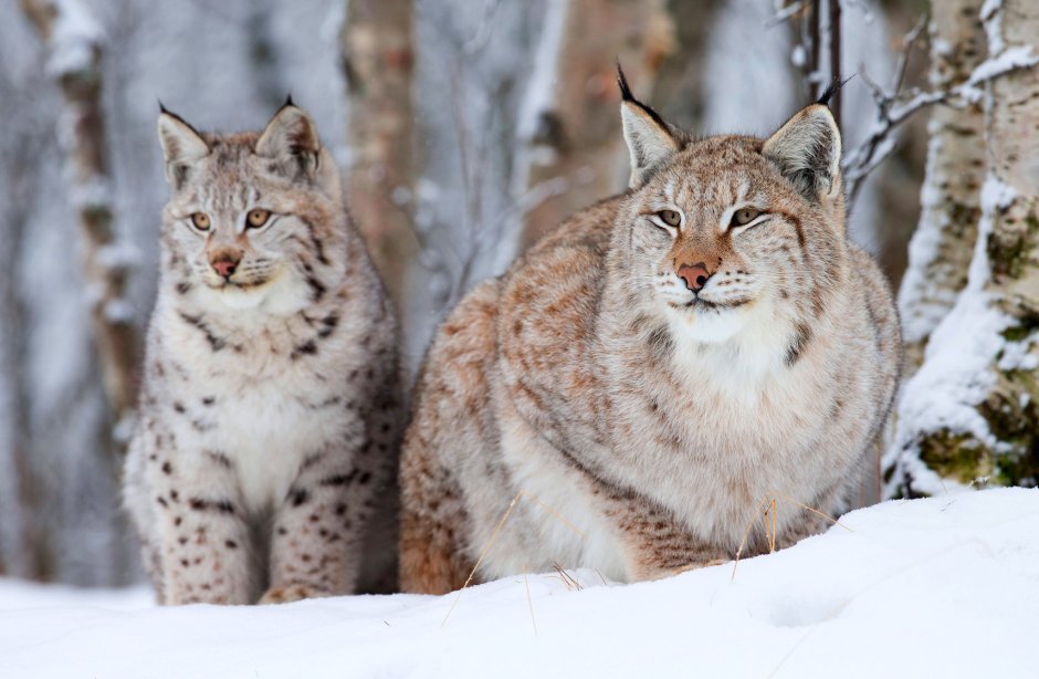 Рысь обыкновенная Lynx Lynx Linnaeus, 1758