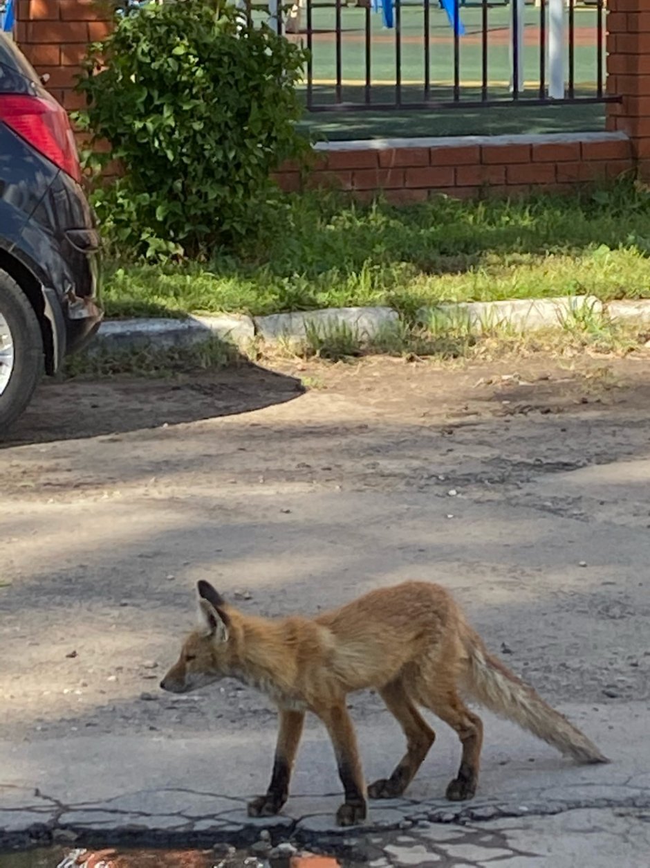 Лиса бегает по городу