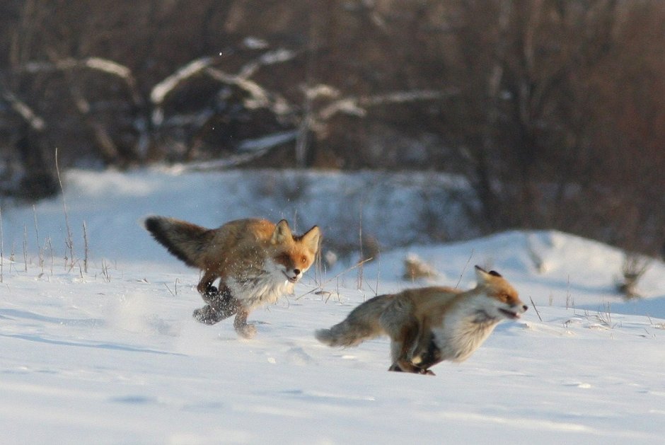Бегущие лисы