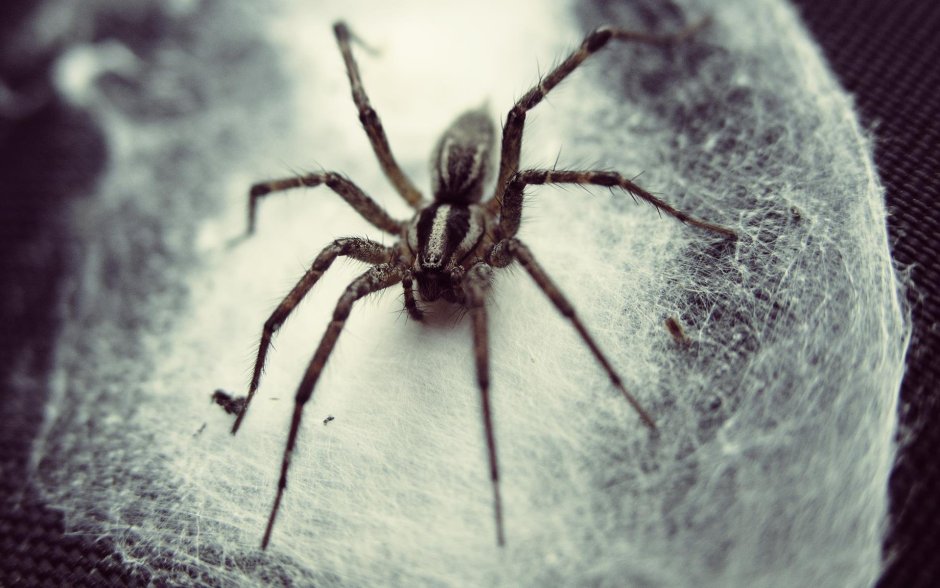 Паук Арахнид