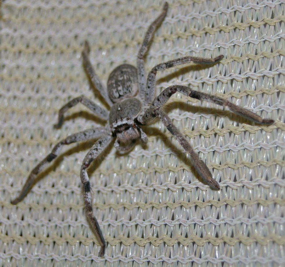 Австралийский паук охотник