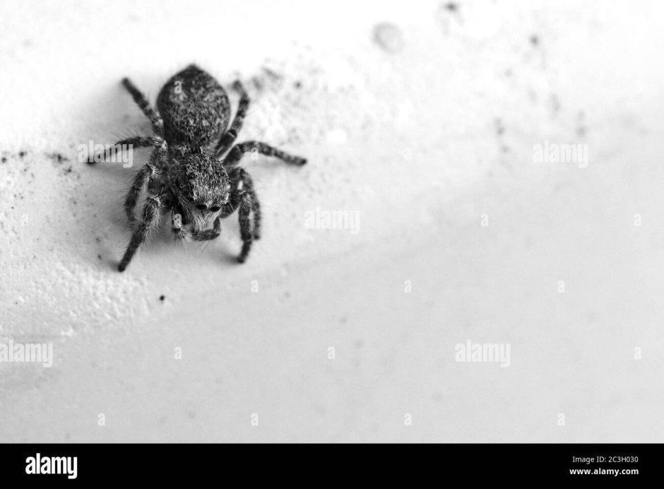 Маленький серый паук прыгающий