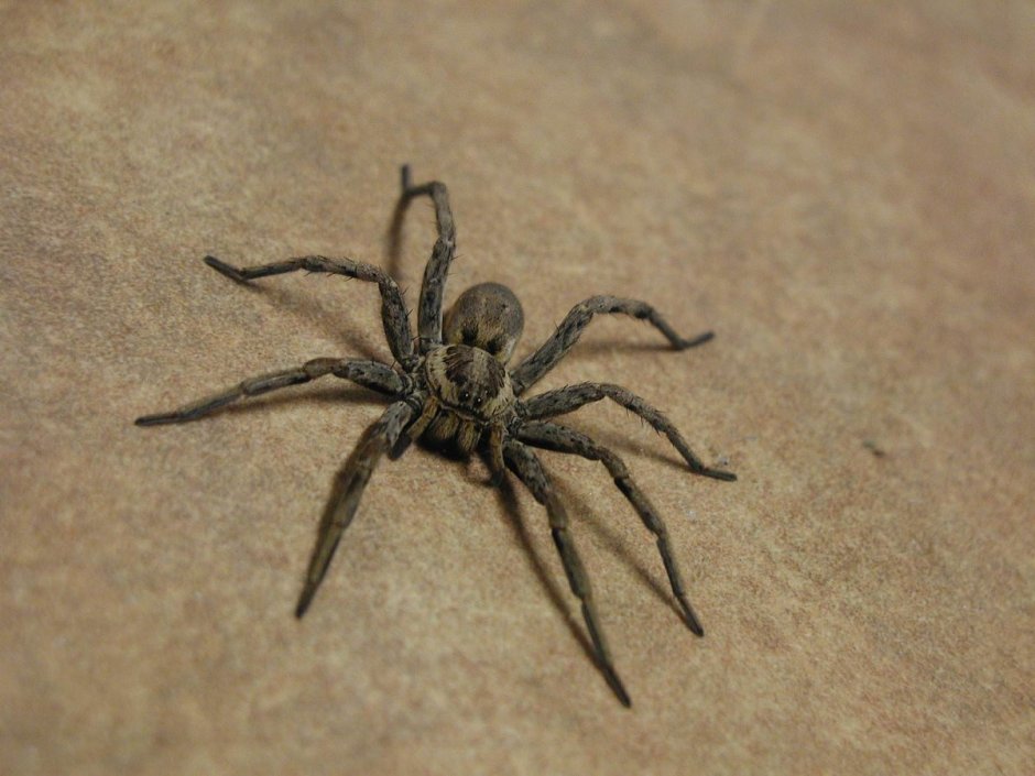 Паук Тарантул серый