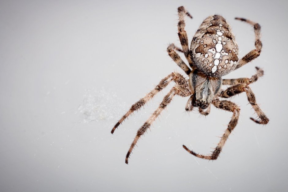 Крестовик Сибирский паук Сибирский