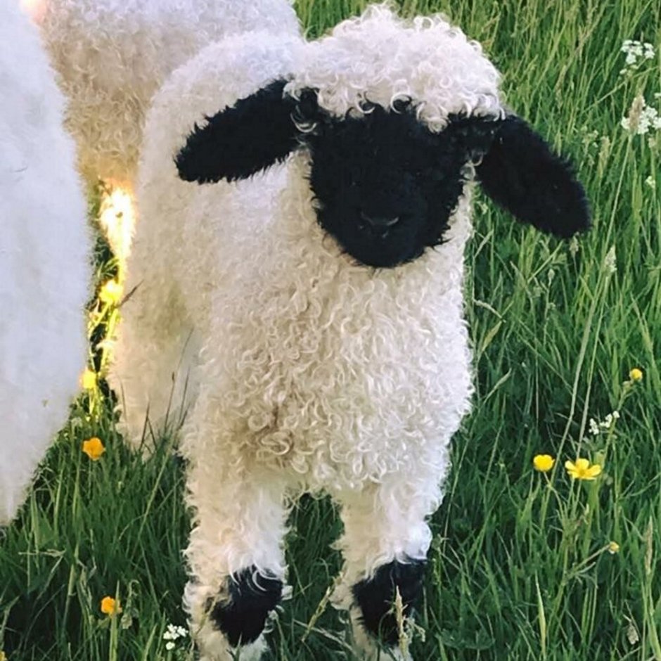 Valais Blacknose