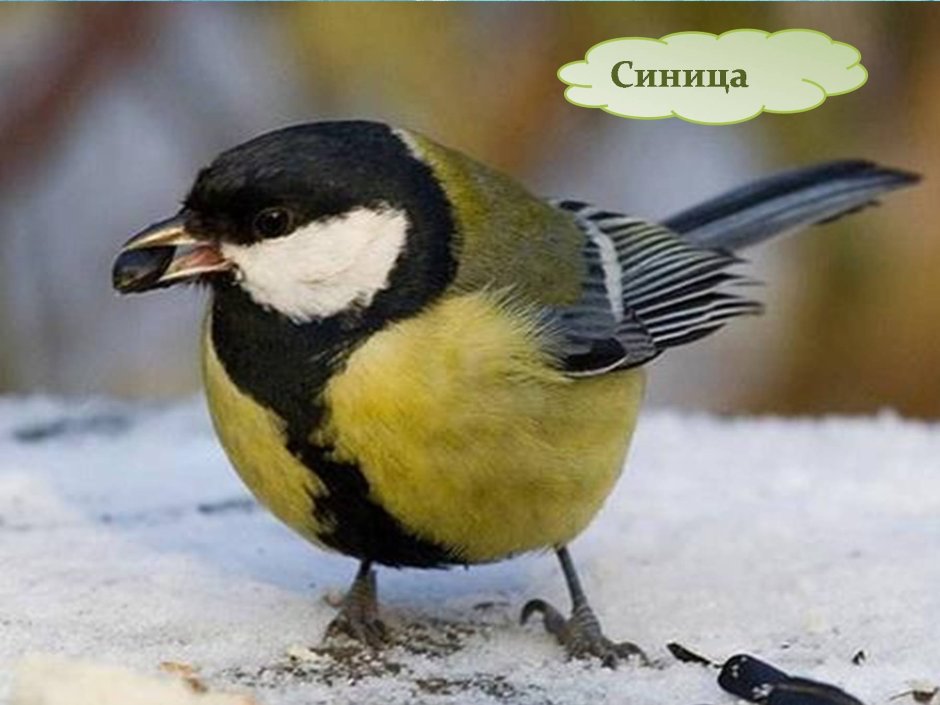 Птицы для дошкольников синица