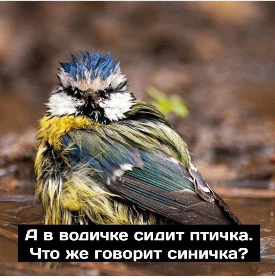 Мокрая птица