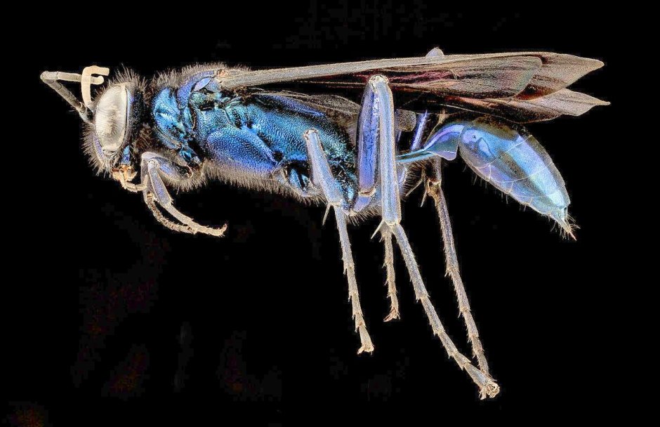 Chalybion californicum