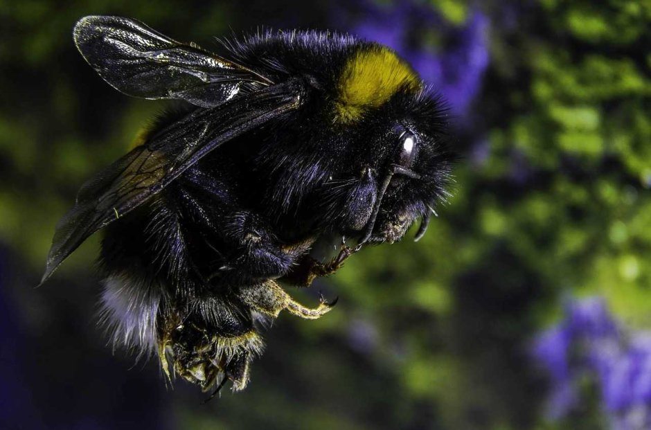 Bombus terrestris жало