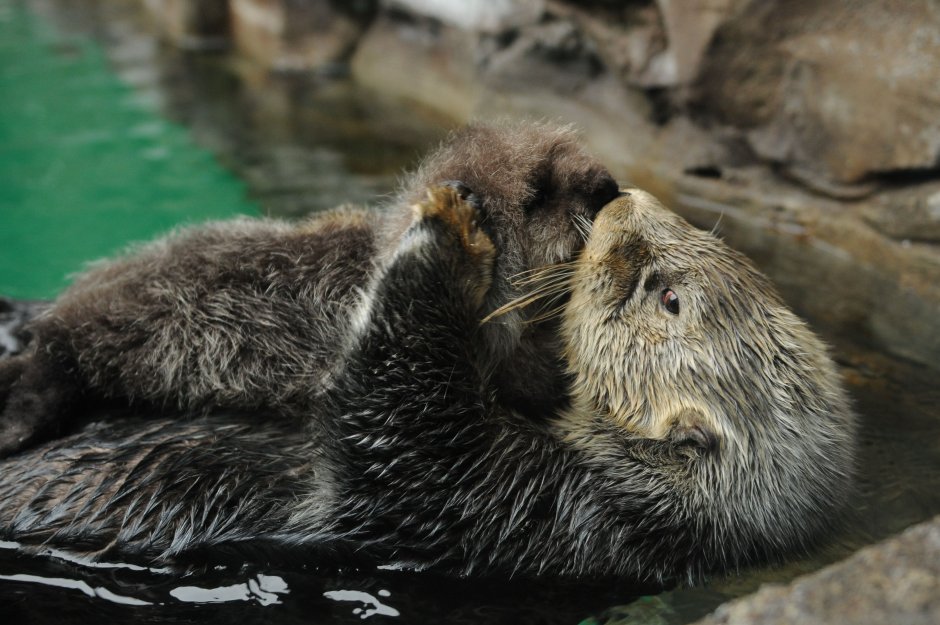 Mumma Sea Otter with her pup