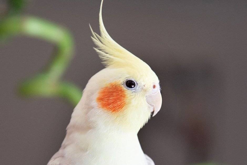 Cinnamon Cockatiel