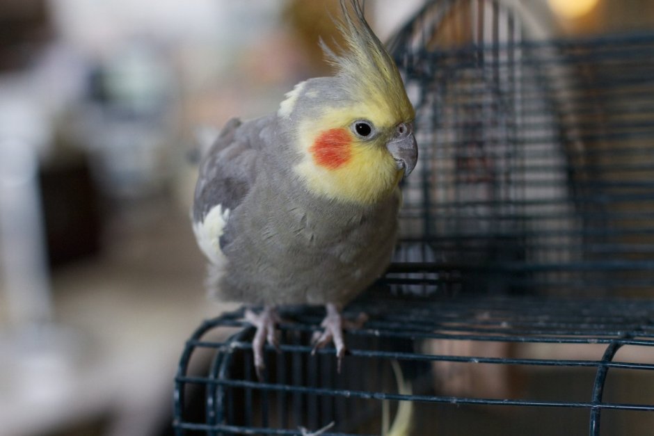 Cockatiels WF попугай