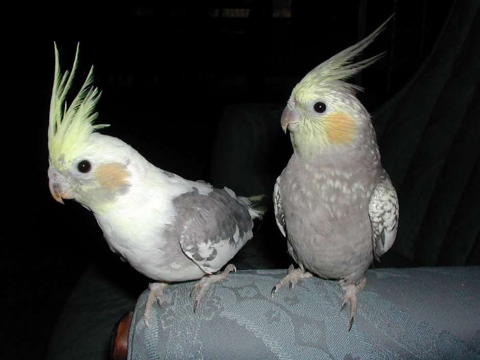 Pregnant Cockatiel