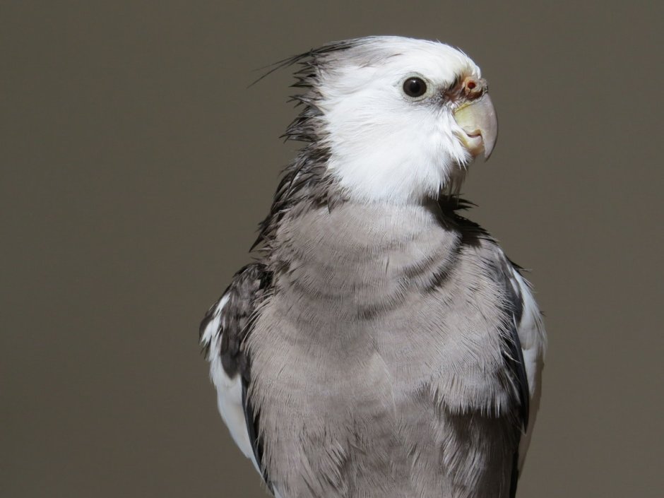 Corella White face