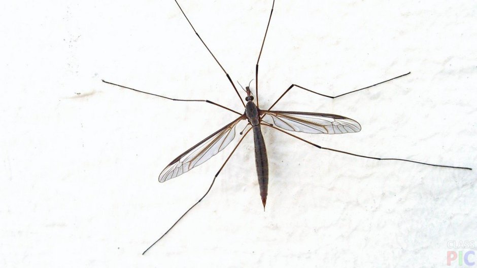 Малярийный комар долгоножка
