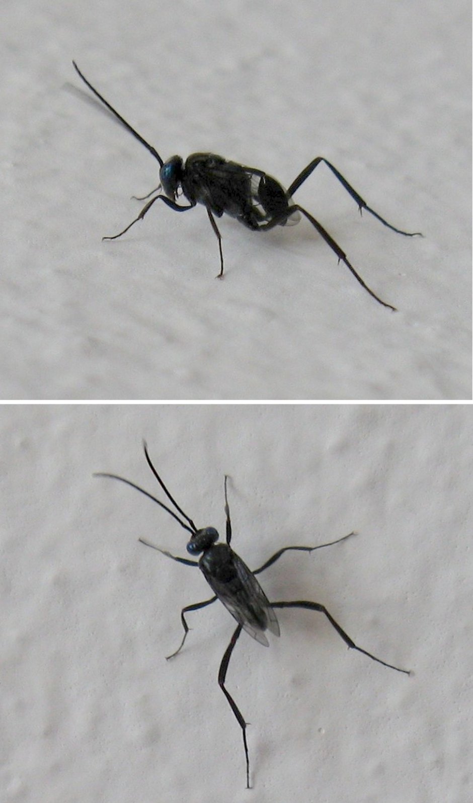 Наездник Evania