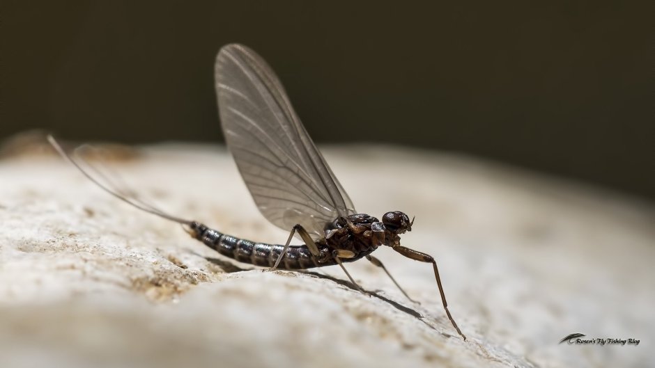 Летающее насекомое с длинным хвостом