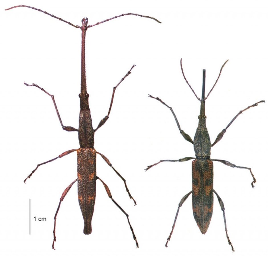 Lasiorhynchus barbicornis