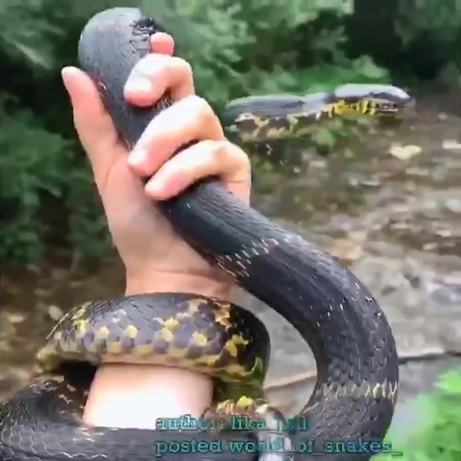 Амурский полоз в воде
