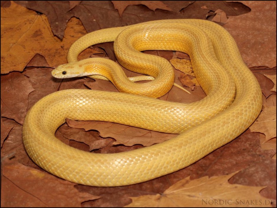 Amber Corn Snake