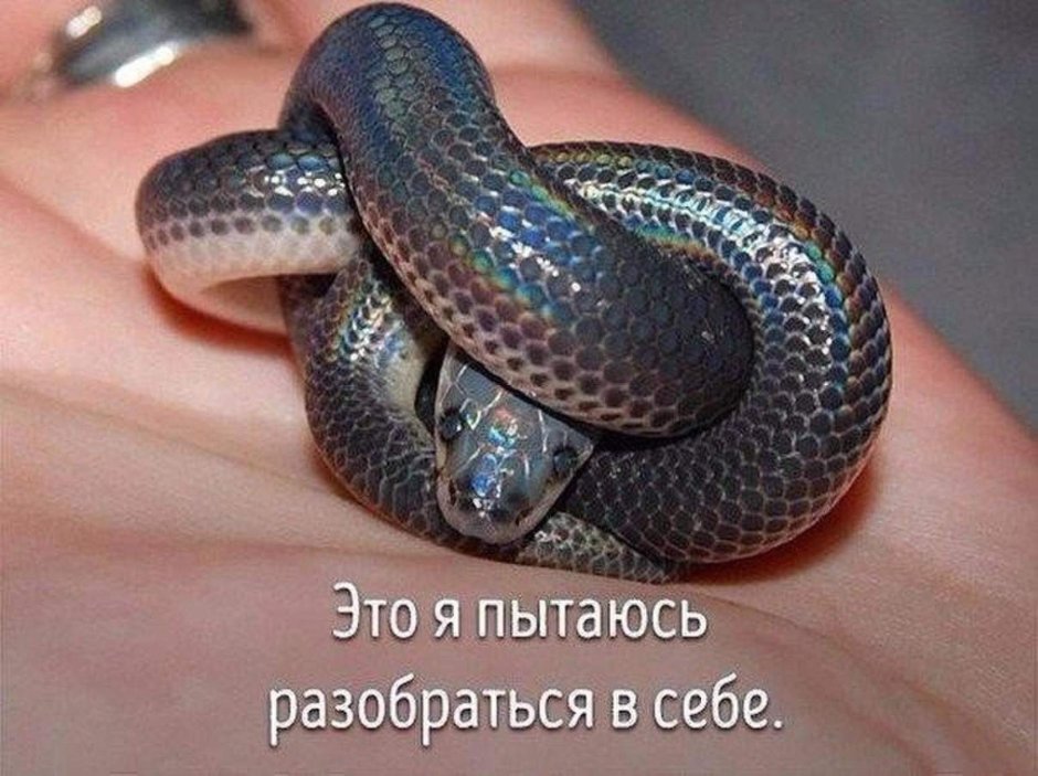 Змея свернулась