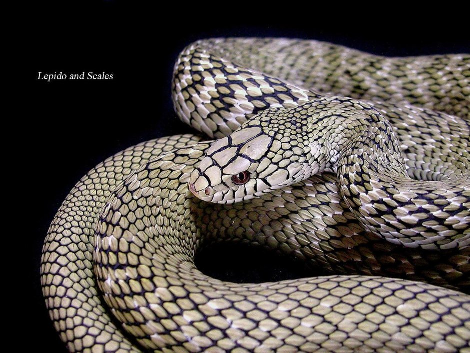 Elaphe carinata