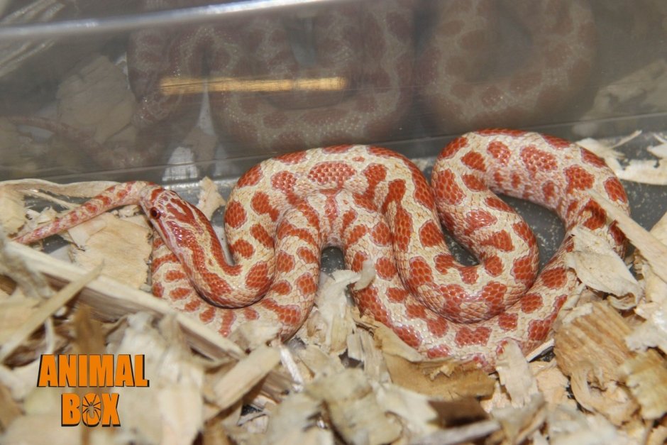 Lampropeltis calligaster