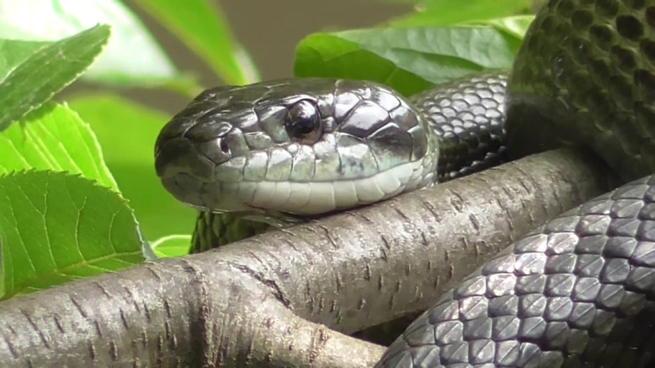 Elaphe climacophora