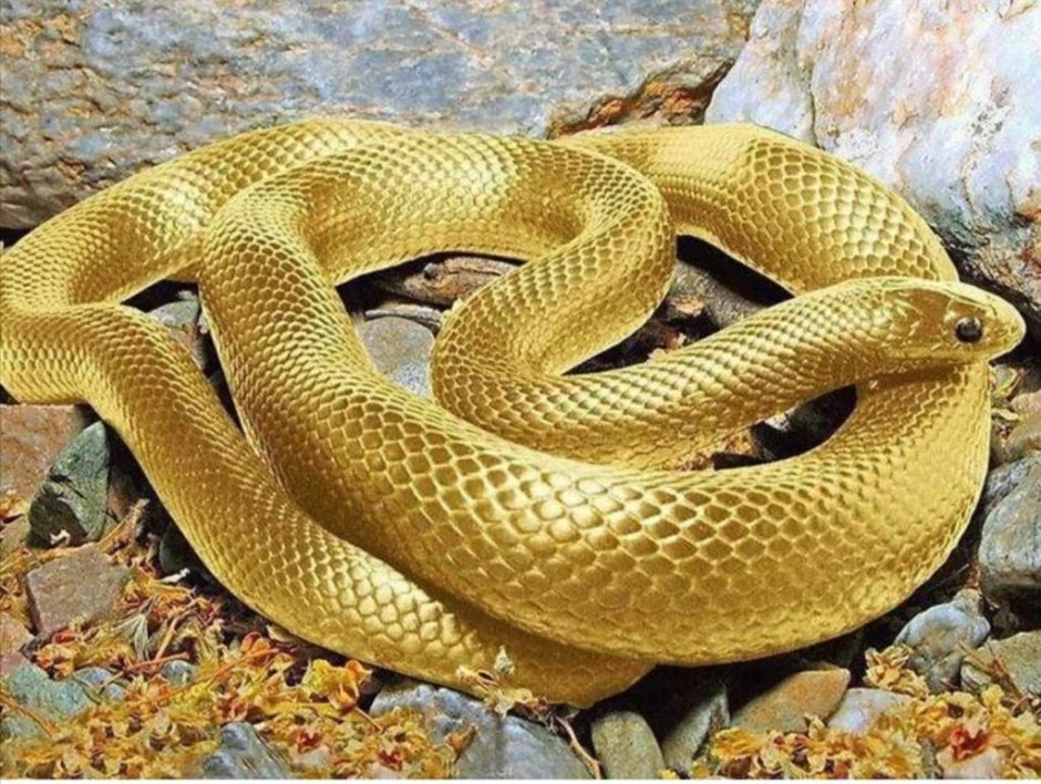 Малайский Крайт змея